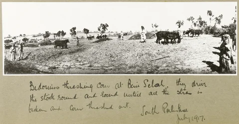 Bedouins Threshing Corn at Beni Saleh